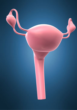 female urology
